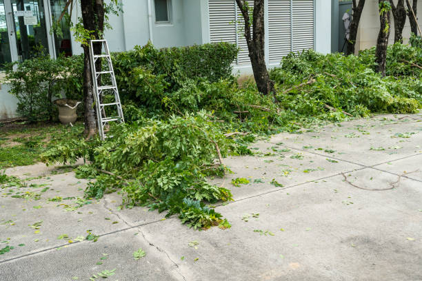 Why Choose Our Tree Removal Services in Helena Flats, MT?