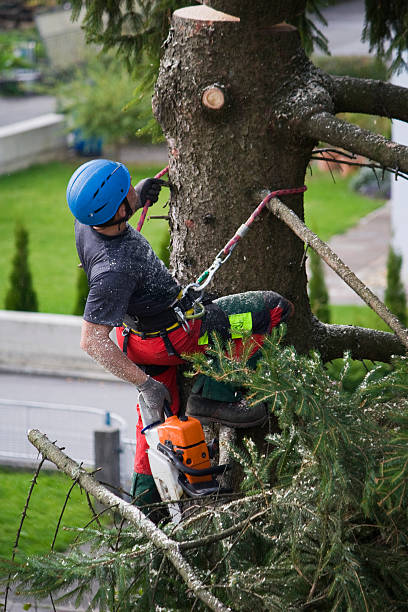 Best Tree Trimming and Pruning  in Helena Flats, MT